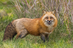 red fox