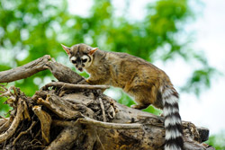 ringtail-web