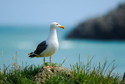 seagull-web